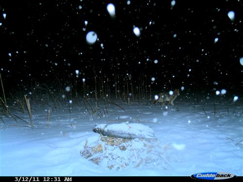 Coyote through the snow 
